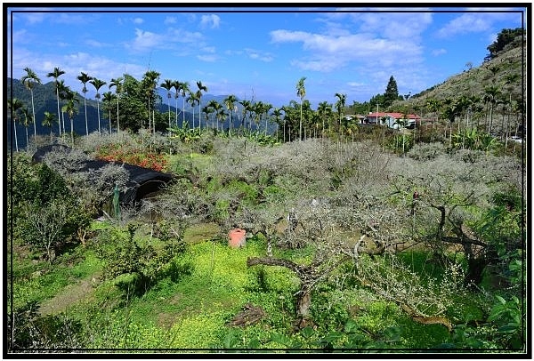 南投信義鄉烏松崙森林度假營石家梅園賞梅