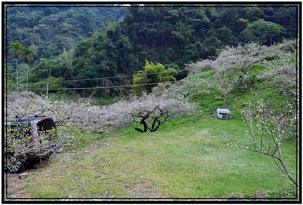 南投信義鄉牛稠坑驛站用餐賞梅花