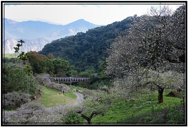 南投信義鄉牛稠坑驛站用餐賞梅花