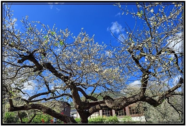 南投信義鄉牛稠坑驛站用餐賞梅花