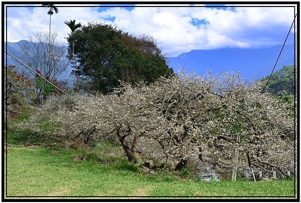 南投信義鄉牛稠坑驛站用餐賞梅花