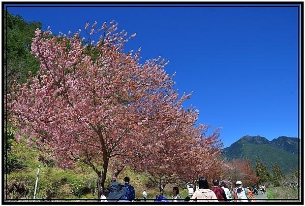 2024武陵農場櫻花祭搭賞櫻專車由宜蘭轉運站出發