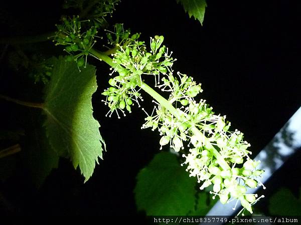 夜間照明-盛花中