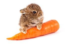 rabbit and carrot