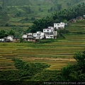 雲南綠春之浮光掠影（梯田是哈尼族特色景觀也是祖先智慧）