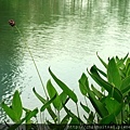 花蓮美景，盡收眼目 (夢幻湖）