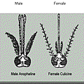 Comparison w Male & Fe-