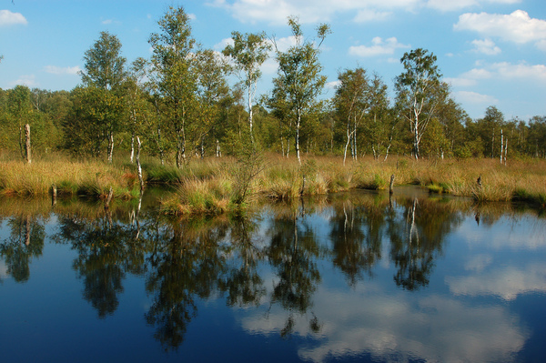 Lütt-Witt_Moor_1.jpg