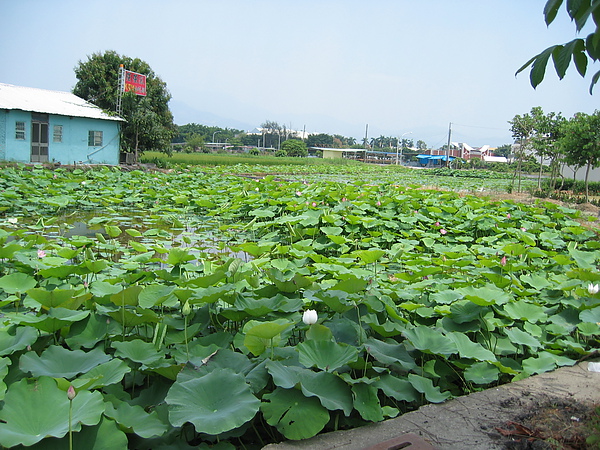 白河蓮花1荷花池.JPG