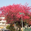 路邊櫻樹.jpg
