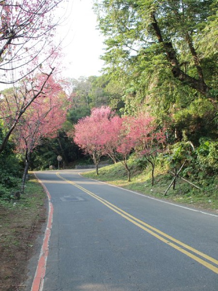 櫻花隧道末.jpg