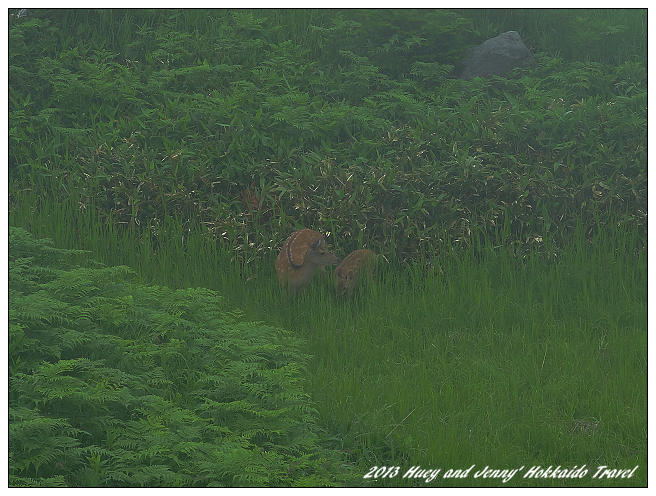 20130720_03 知床五湖與高架步道 015s