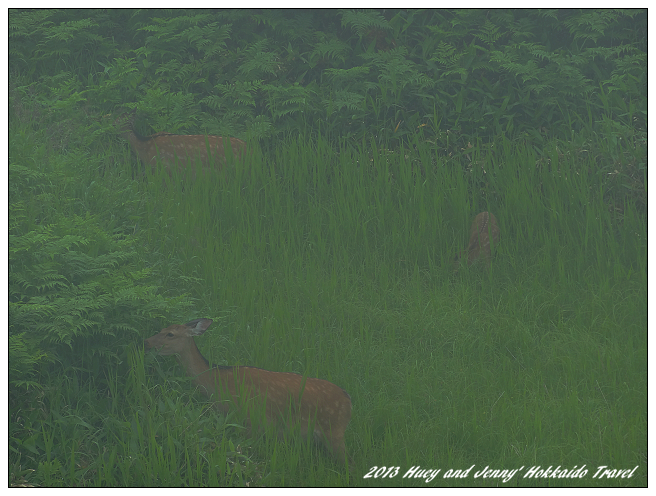 20130720_03 知床五湖與高架步道 023s