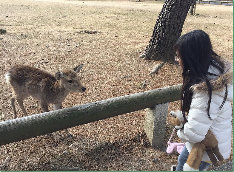 20150210_04 奈良鹿公園與東大寺 525s