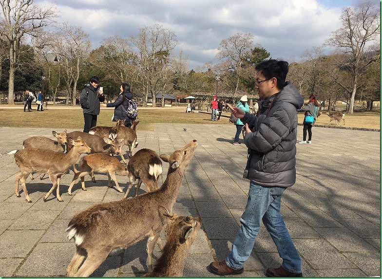 20150210_04 奈良鹿公園與東大寺 631s