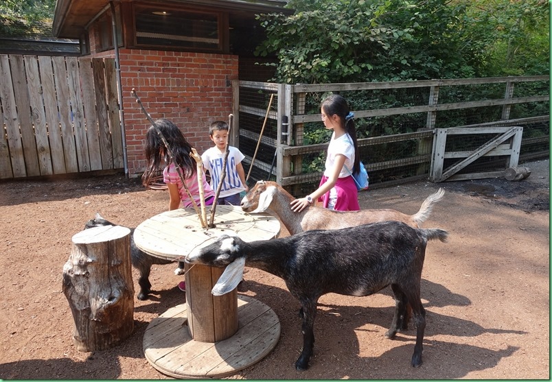 20170803_02 西雅圖林地動物園 034s