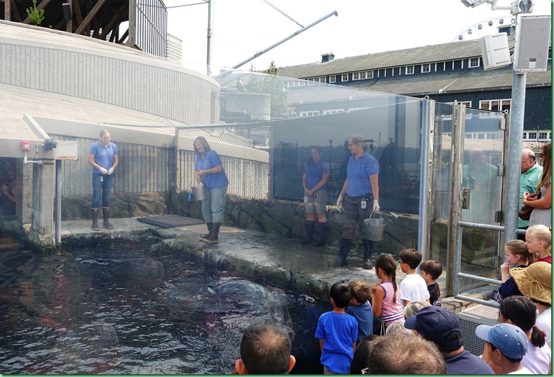 20170806_02 西雅圖水族館 057s