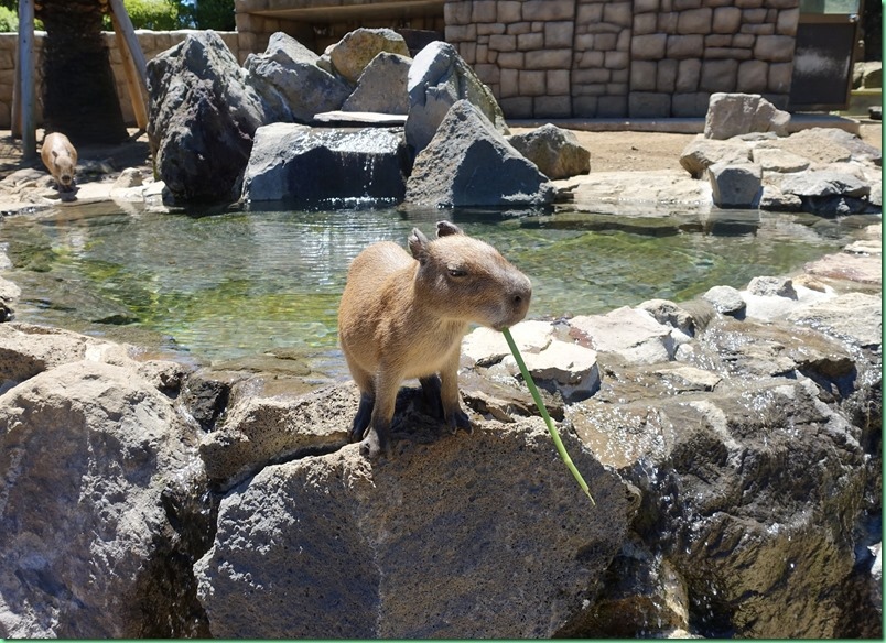 20160730_03 仙人掌公園 049s