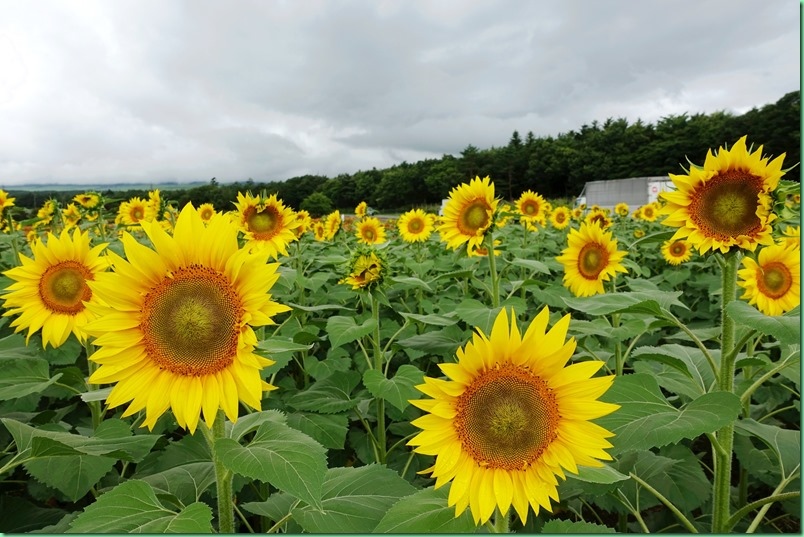 20160802_03 花之都公園 014s