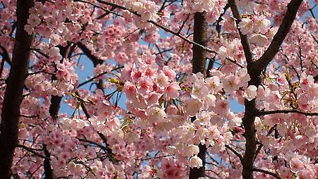 日本の桜.JPG 日本の桜.JPG