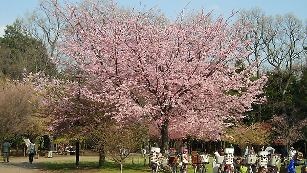 日本の桜２.JPG