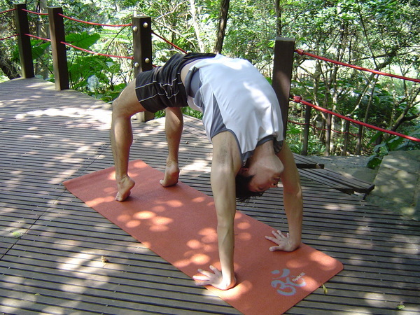 29. urdhva dhanurasana 反弓式