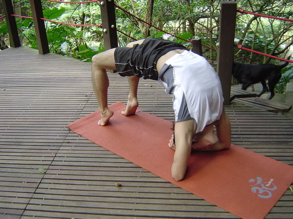 30. dwi pada viparita dandasana (knees bent,head off floor)