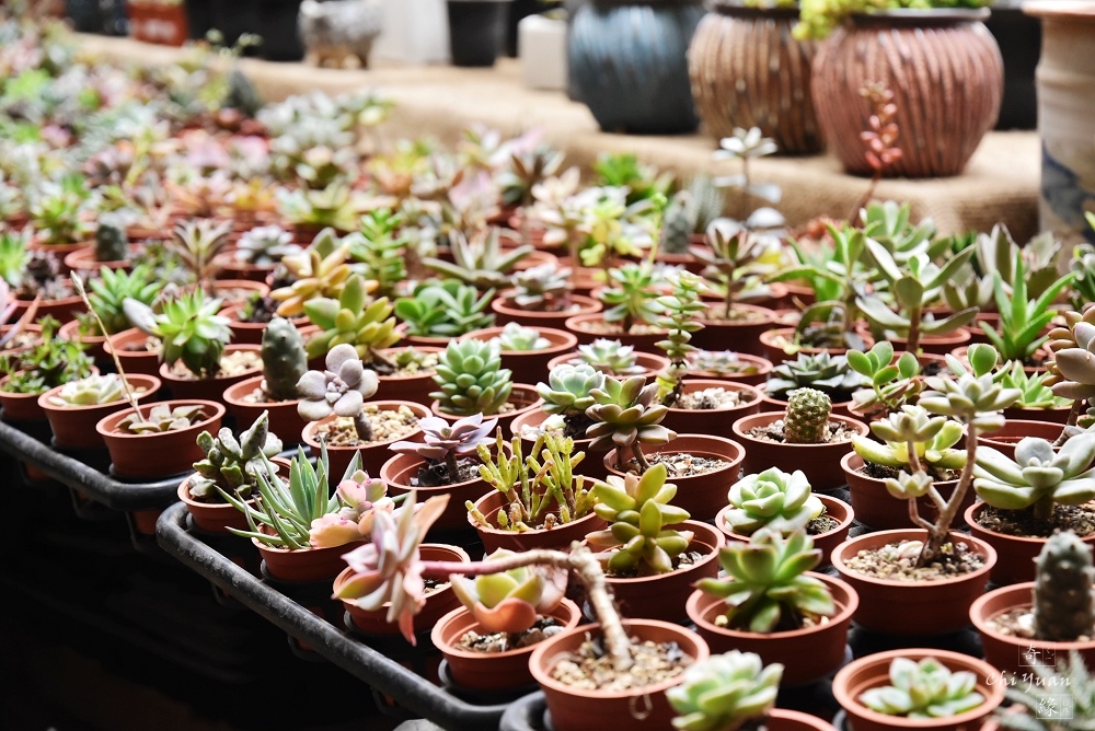 台北 內湖區大湖公園花卉園區 鐵花棧町多肉文化市集 隱身湖畔俱全花市 奇緣 漫旅好時光chiyuan Travel Blog 痞客邦