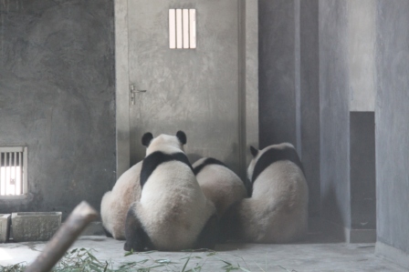 1找吃的熊貓.JPG