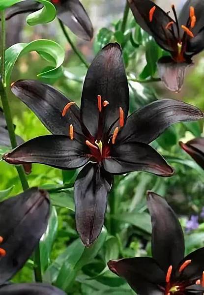 奇_30黑色百合花，十分稀有，价格昂贵.jpg