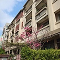 竹北近況20170321-066.JPG