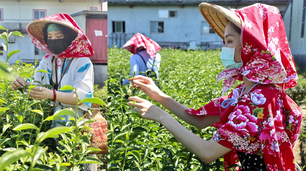 詩聰茶園．採茶體驗