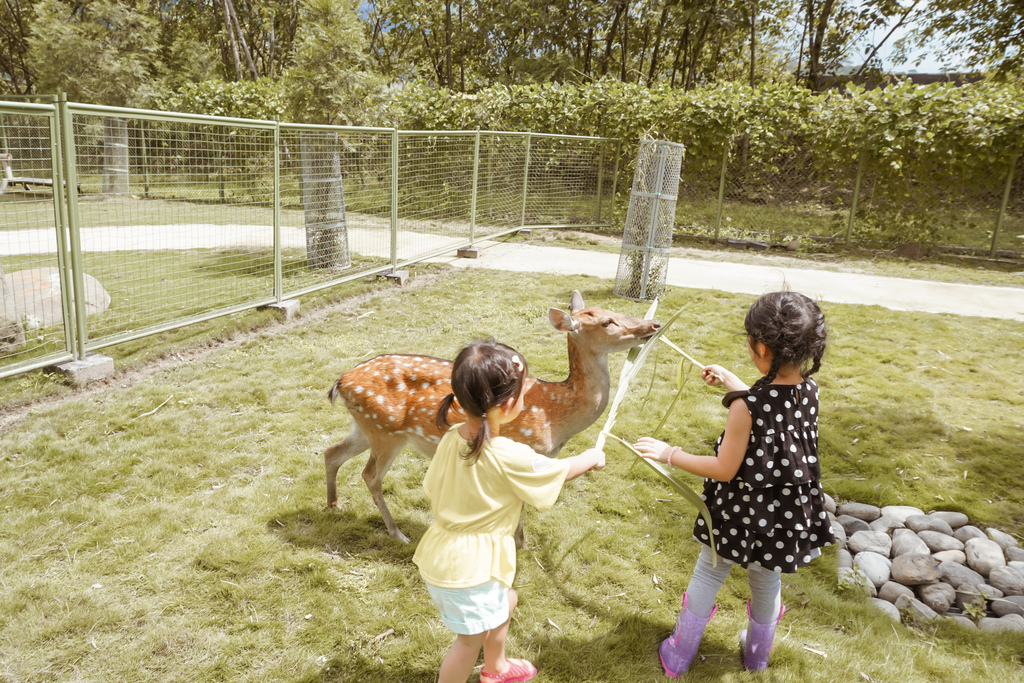 嘉義親子半日遊 阿里山逐鹿部落 嘉義小奈良 近距離餵食梅花鹿 鄒族部落藝術村12.jpg