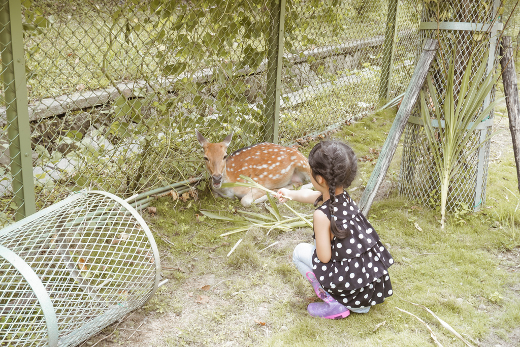 嘉義親子半日遊 阿里山逐鹿部落 嘉義小奈良 近距離餵食梅花鹿 鄒族部落藝術村14.jpg