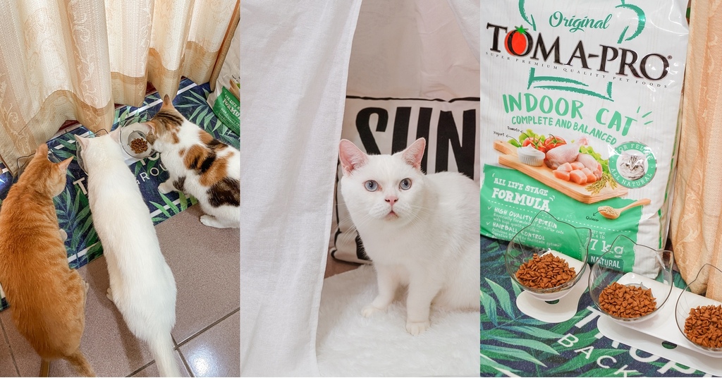 貓飼料推薦 優格寵物食譜 室內貓 雞肉+米 嗜口性佳 益生菌添加 專為活動量較低的貓咪設計.jpg 貓飼料推薦 優格寵物食譜 室內貓 雞肉+米 嗜口性佳 益生菌添加 專為活動量較低的貓咪設計.jpg