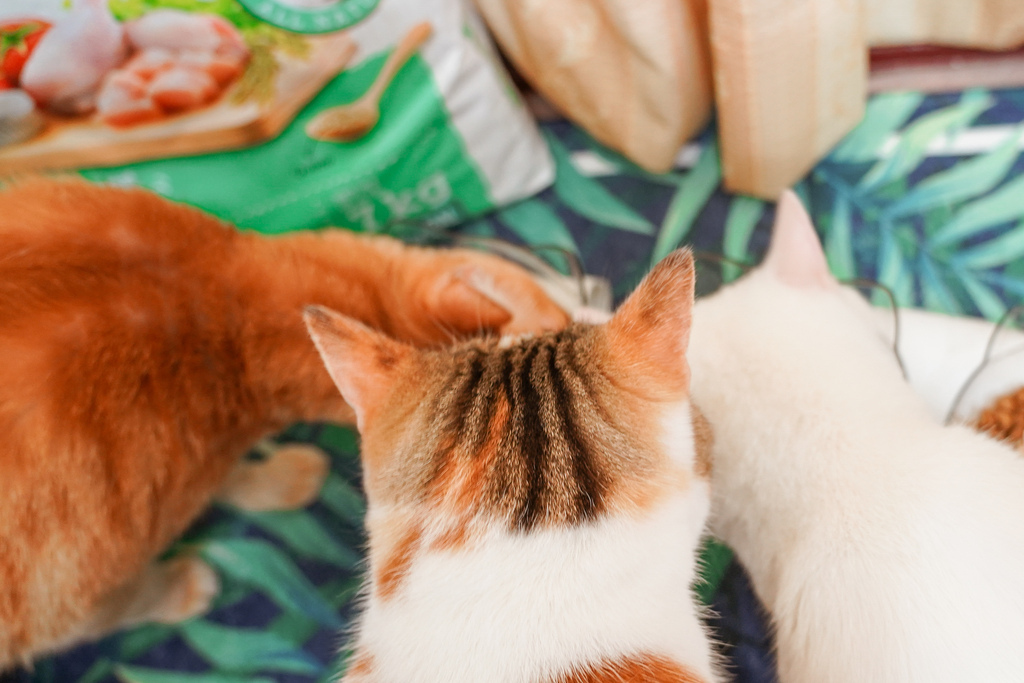 貓飼料推薦 優格寵物食譜 室內貓 雞肉＋米 嗜口性佳 益生菌添加 專為活動量較低的貓咪設計14.jpg
