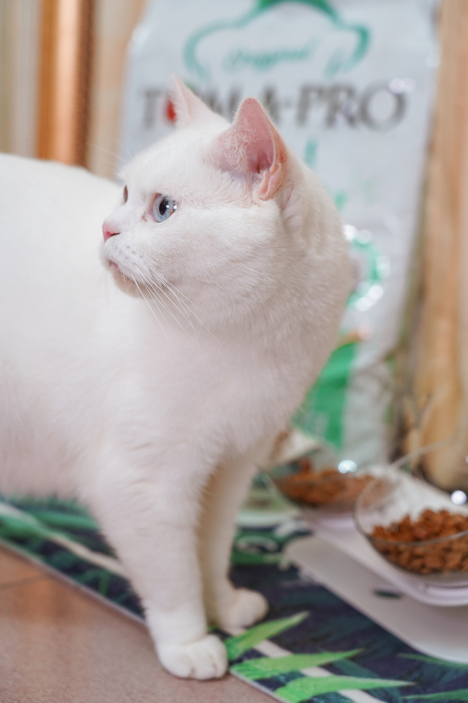 貓飼料推薦 優格寵物食譜 室內貓 雞肉＋米 嗜口性佳 益生菌添加 專為活動量較低的貓咪設計18.jpg