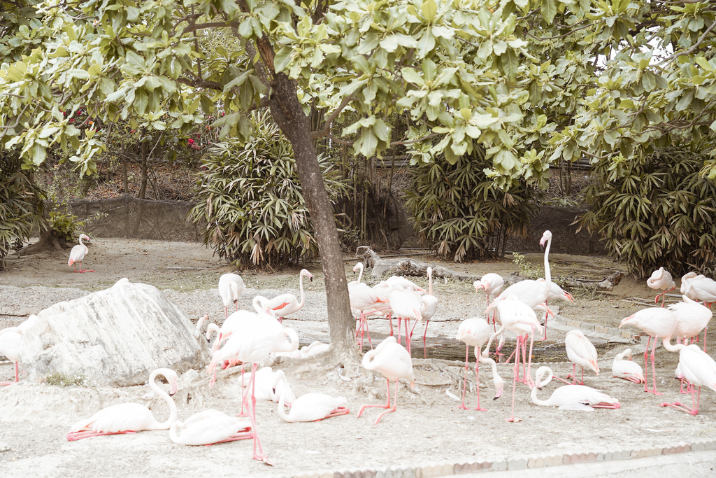 台南景點 頑皮世界 南台灣最大野生動物園 長頸鹿 藪貓 科摩多龍 還可以預約近距離互動南美水豚18.jpg