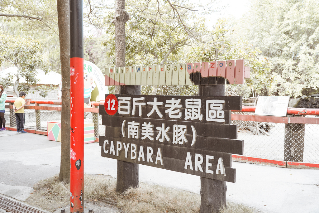 台南景點 頑皮世界 南台灣最大野生動物園 長頸鹿 藪貓 科摩多龍 還可以預約近距離互動南美水豚20.jpg