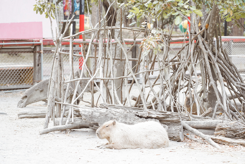 台南景點 頑皮世界 南台灣最大野生動物園 長頸鹿 藪貓 科摩多龍 還可以預約近距離互動南美水豚21A.jpg