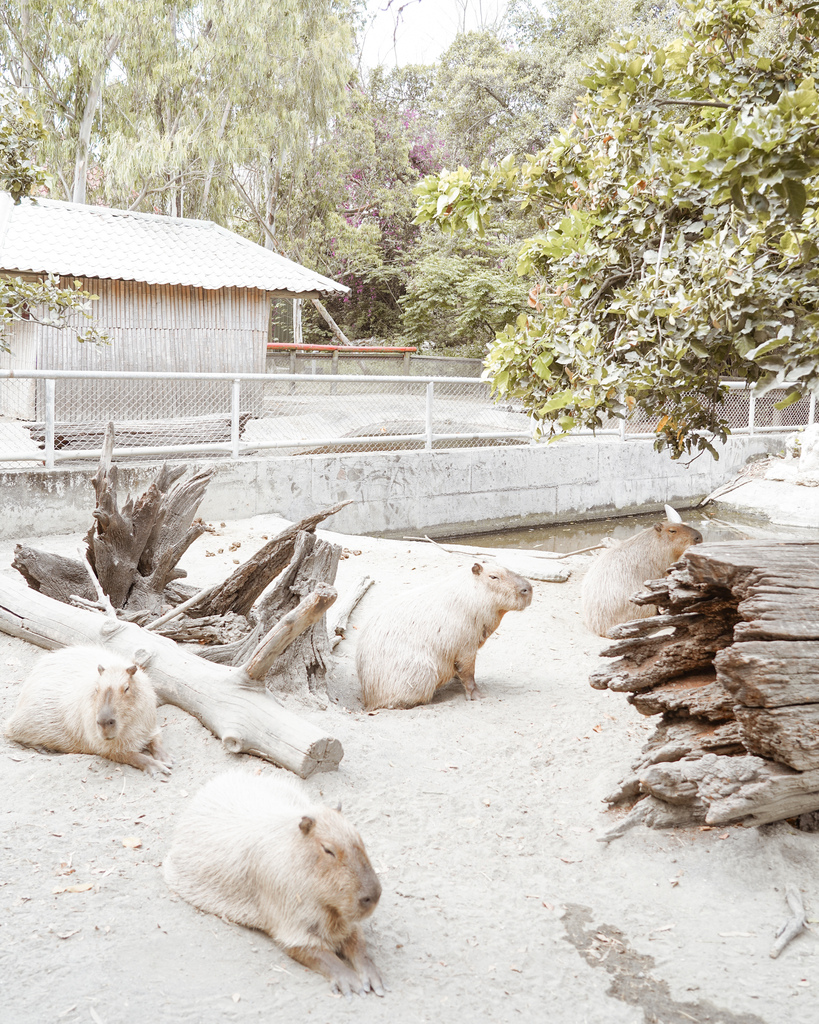 台南景點 頑皮世界 南台灣最大野生動物園 長頸鹿 藪貓 科摩多龍 還可以預約近距離互動南美水豚22.jpg