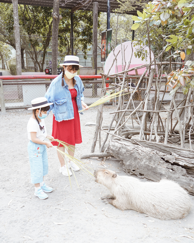 台南景點 頑皮世界 南台灣最大野生動物園 長頸鹿 藪貓 科摩多龍 還可以預約近距離互動南美水豚23.jpg