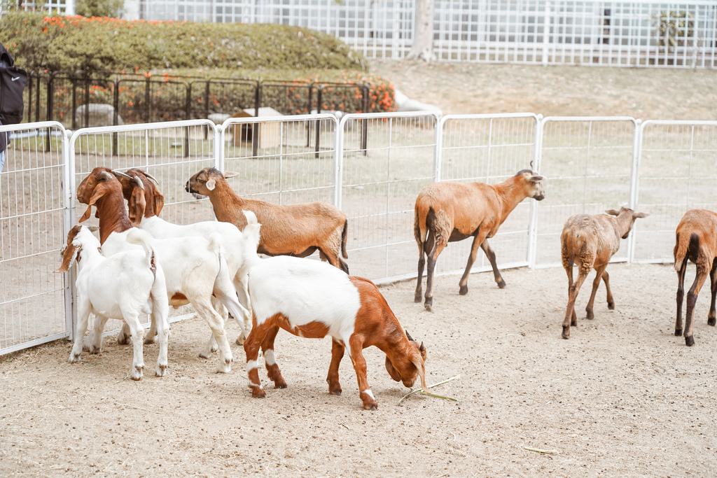 台南景點 頑皮世界 南台灣最大野生動物園 長頸鹿 藪貓 科摩多龍 還可以預約近距離互動南美水豚38A.jpg