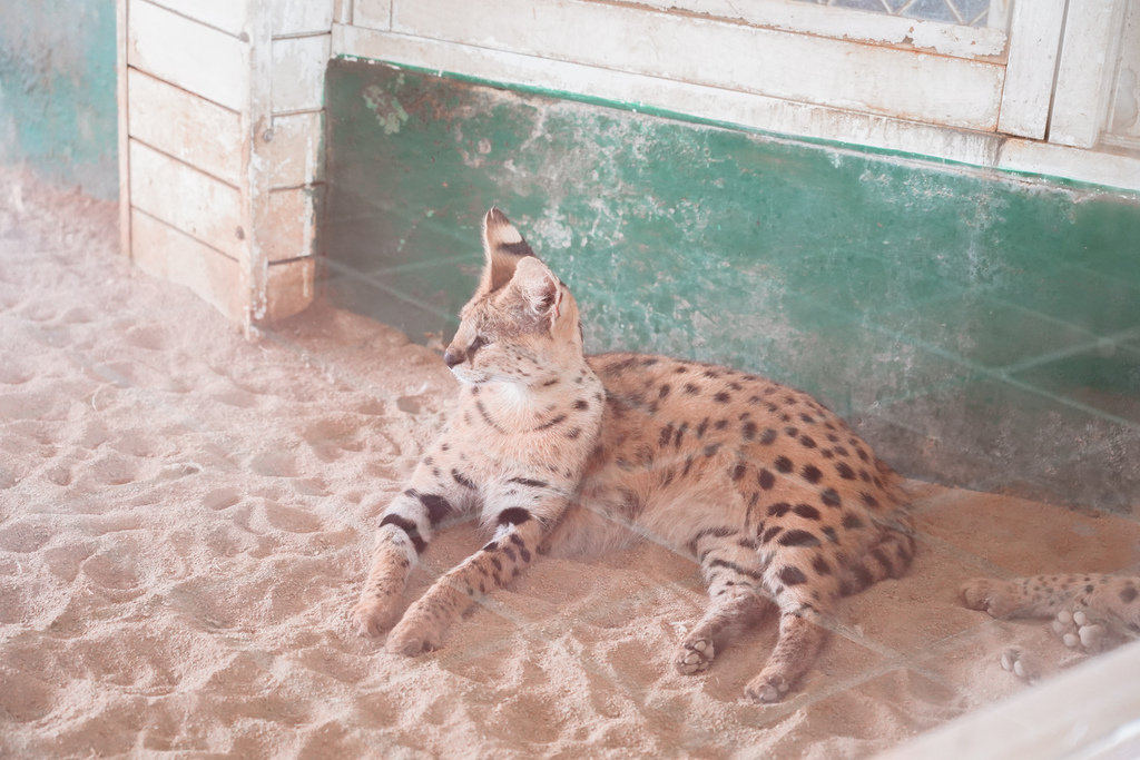 台南景點 頑皮世界 南台灣最大野生動物園 長頸鹿 藪貓 科摩多龍 還可以預約近距離互動南美水豚43.jpg