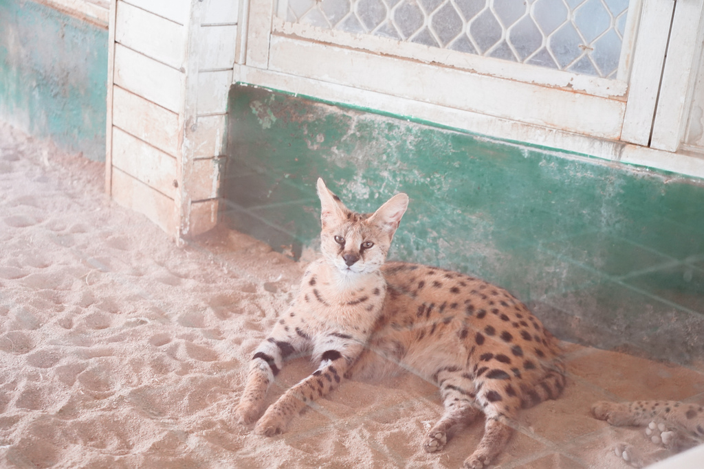 台南景點 頑皮世界 南台灣最大野生動物園 長頸鹿 藪貓 科摩多龍 還可以預約近距離互動南美水豚44.jpg