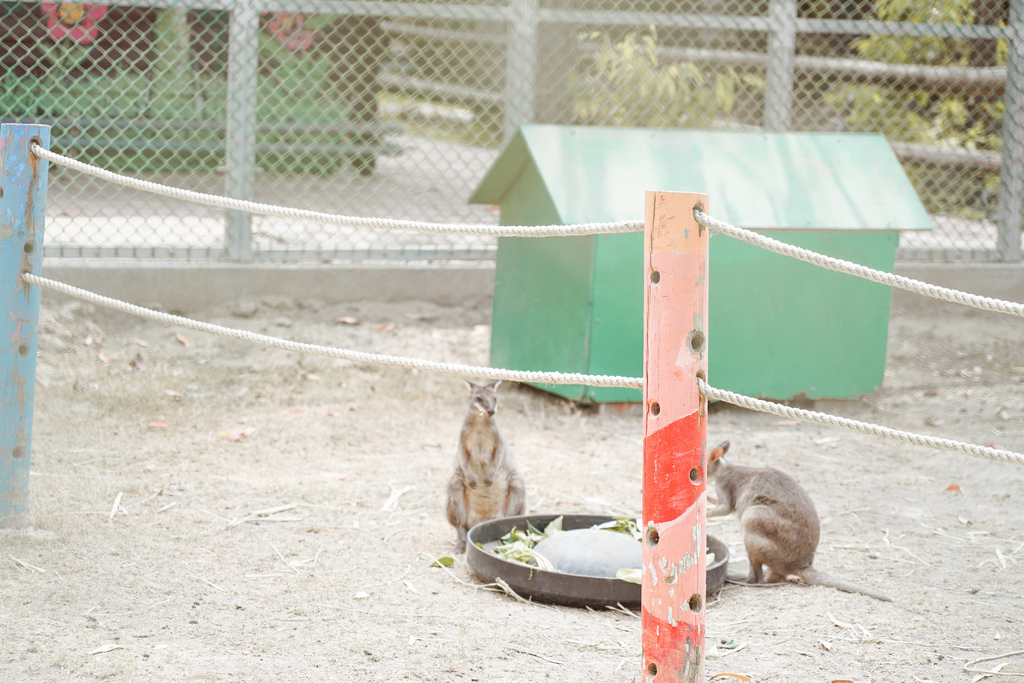 台南景點 頑皮世界 南台灣最大野生動物園 長頸鹿 藪貓 科摩多龍 還可以預約近距離互動南美水豚47.jpg