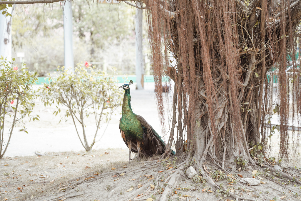 台南景點 頑皮世界 南台灣最大野生動物園 長頸鹿 藪貓 科摩多龍 還可以預約近距離互動南美水豚48.jpg