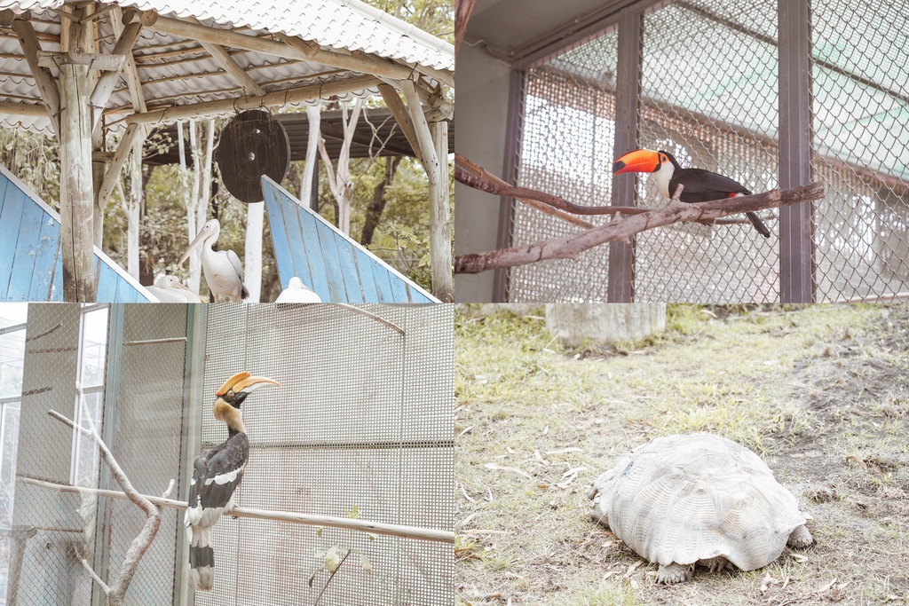 台南景點 頑皮世界 南台灣最大野生動物園 長頸鹿 藪貓 科摩多龍 還可以預約近距離互動南美水豚50.jpg