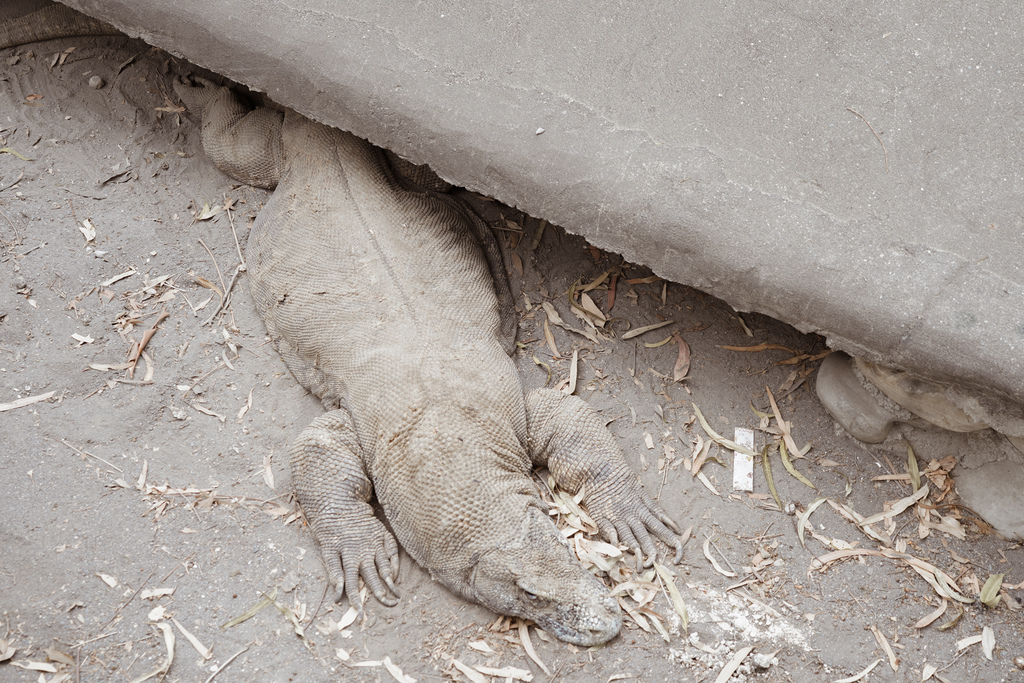 台南景點 頑皮世界 南台灣最大野生動物園 長頸鹿 藪貓 科摩多龍 還可以預約近距離互動南美水豚78.jpg