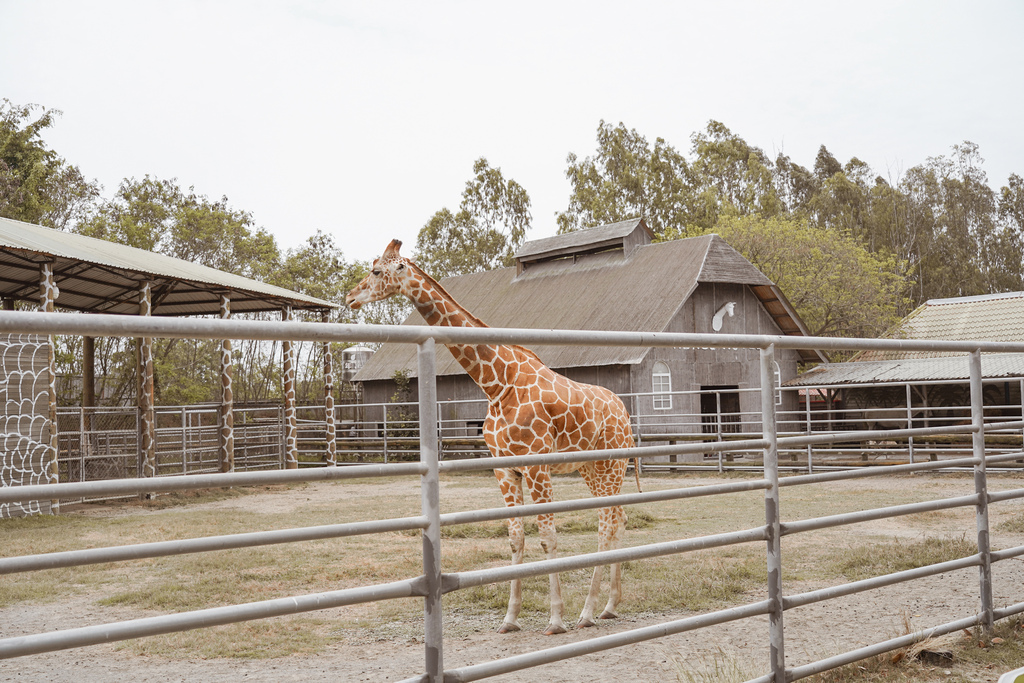 台南景點 頑皮世界 南台灣最大野生動物園 長頸鹿 藪貓 科摩多龍 還可以預約近距離互動南美水豚87.jpg